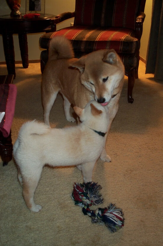 开云体育APP下载-哈登的冷静术，当时间停滞，他让胜利成为唯一变量