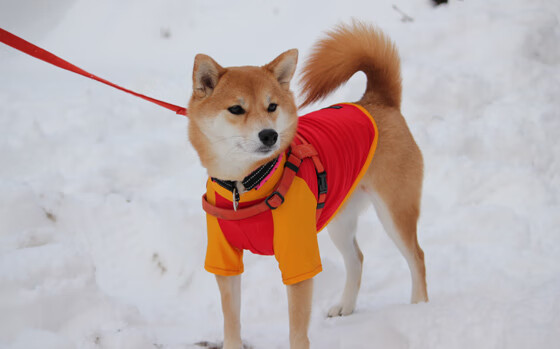 开云体育APP下载-阿拉巴，棋盘上的隐形之手—比利亚雷亚尔爆冷巴黎的战术伏笔