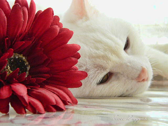 强行终结!英格兰碾过奥地利,拉亚再证硬仗之王威名