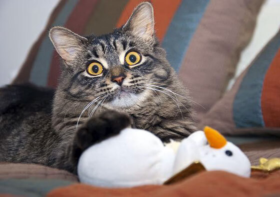 开云APP-布克狂飙席卷东北，迈阿密热火客场斩落吉林