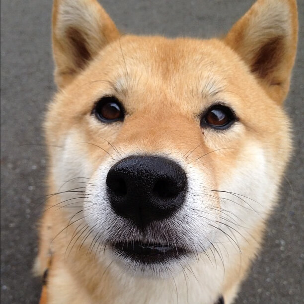 佩德里,跨越大陆的节拍器,一场虚构对决中的真实足球哲学