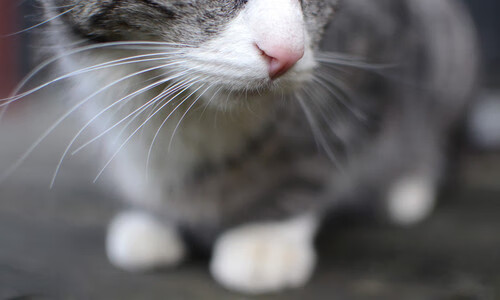 当森林狼撕碎团队神话,库里用极致的我重新定义了我们