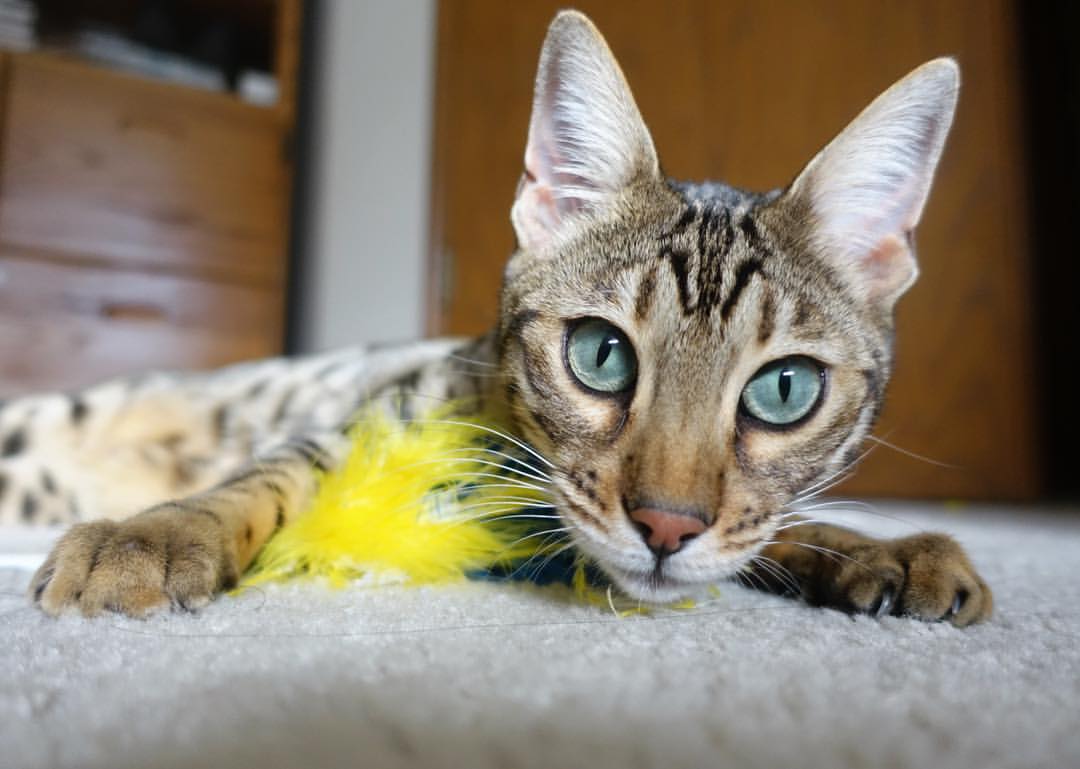 步行者制霸国王之战，约基奇关键先生本色引热议