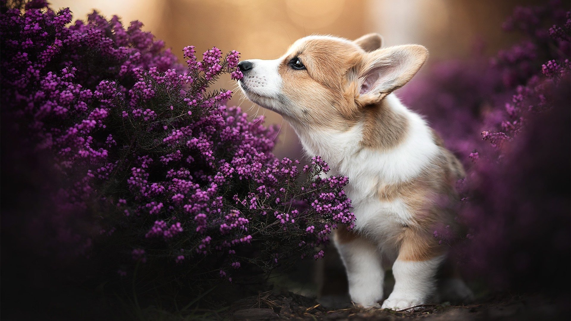 锡安双重统治力引爆赛场，深圳队全面冲垮华盛顿奇才