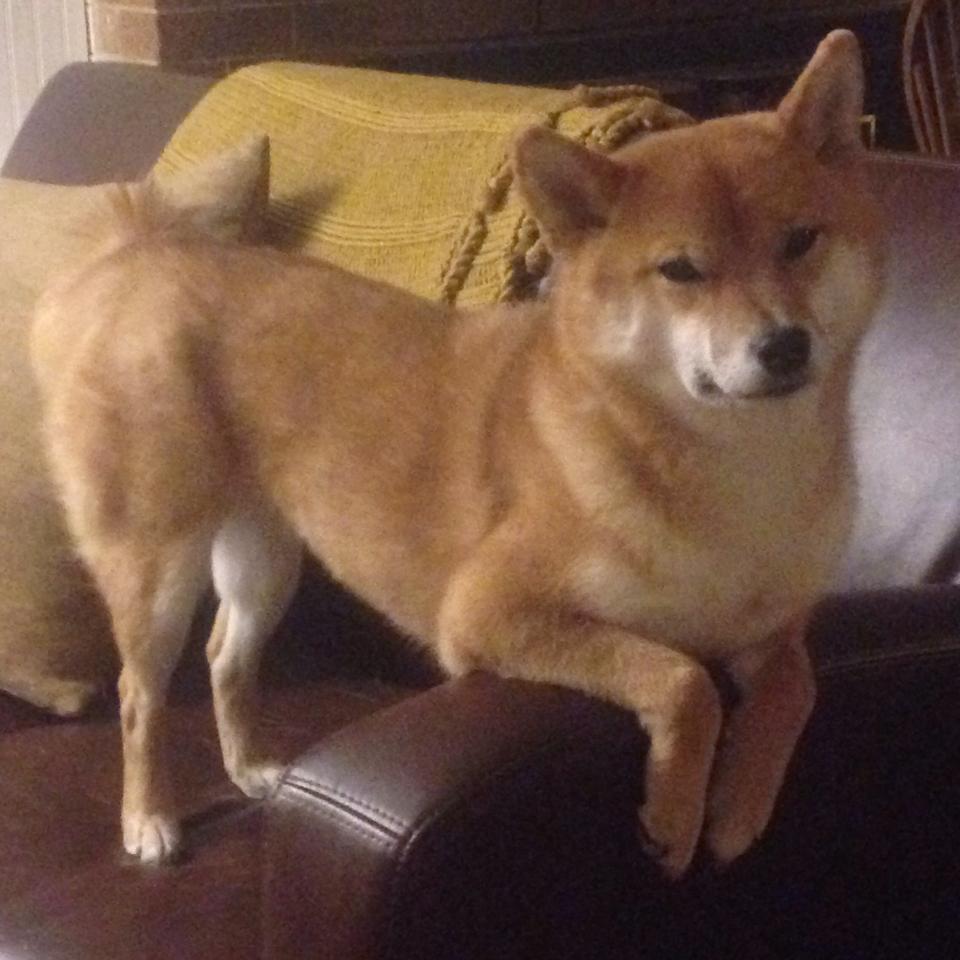 开云体育官方网站-爱德华兹37分破湖人，森林狼青年军崛起在望