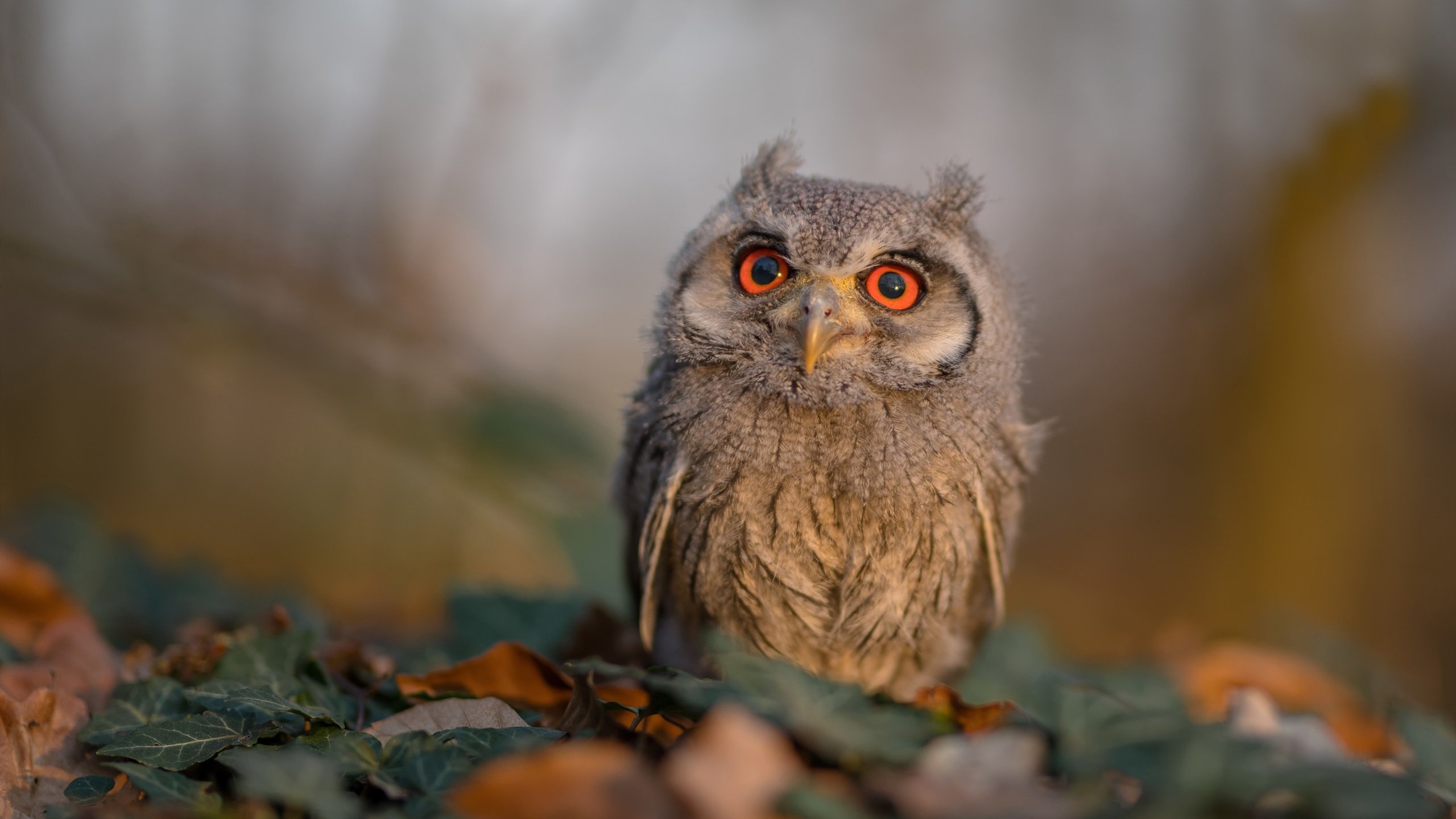 战火与绿茵，当意甲焦点战遇上希土世纪鏖战