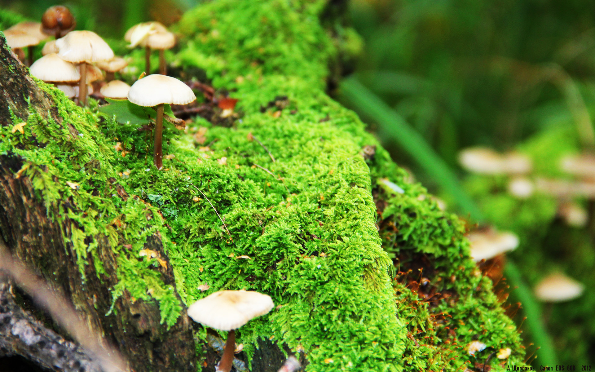 开云APP-定海神针！卡塔尔险胜沙特，阿劳霍一人扛起球队彰显何为真正巨星