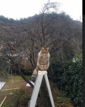 巨塔对决!波尔津吉斯统治内线,奇才主场力克开拓者