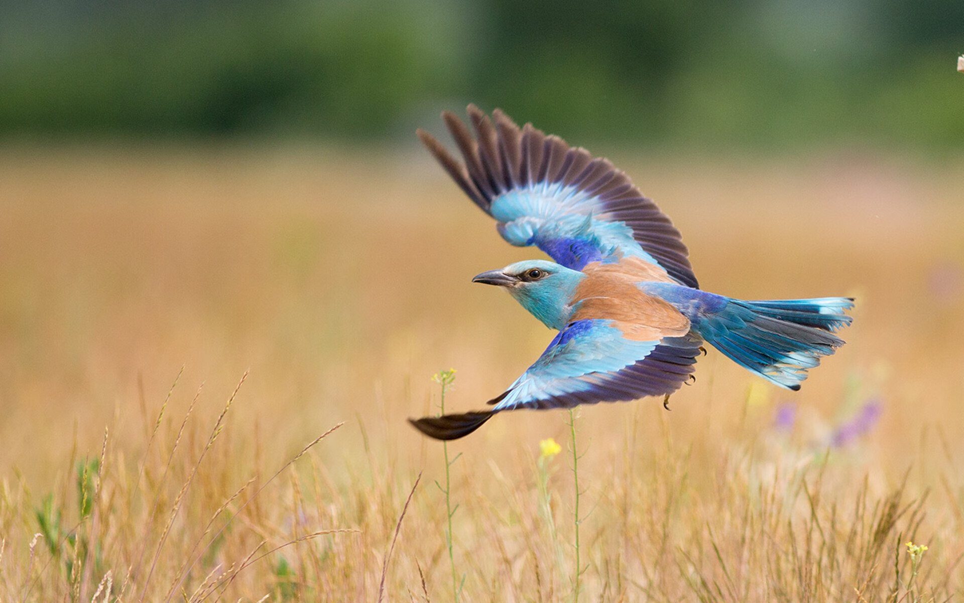 韩国苦主，日本英雄，巴萨生死战的双面亚洲叙事
