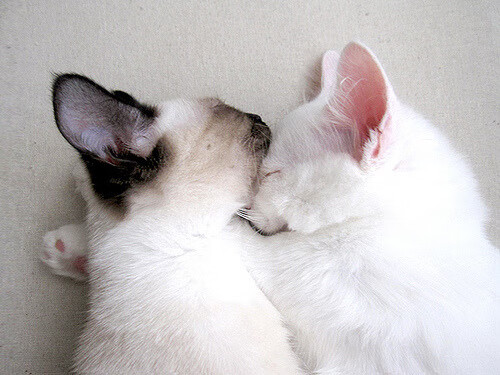 秘鲁3-0轻取挪威,迪马利亚一传一射成关键先生,南美足球回归传统