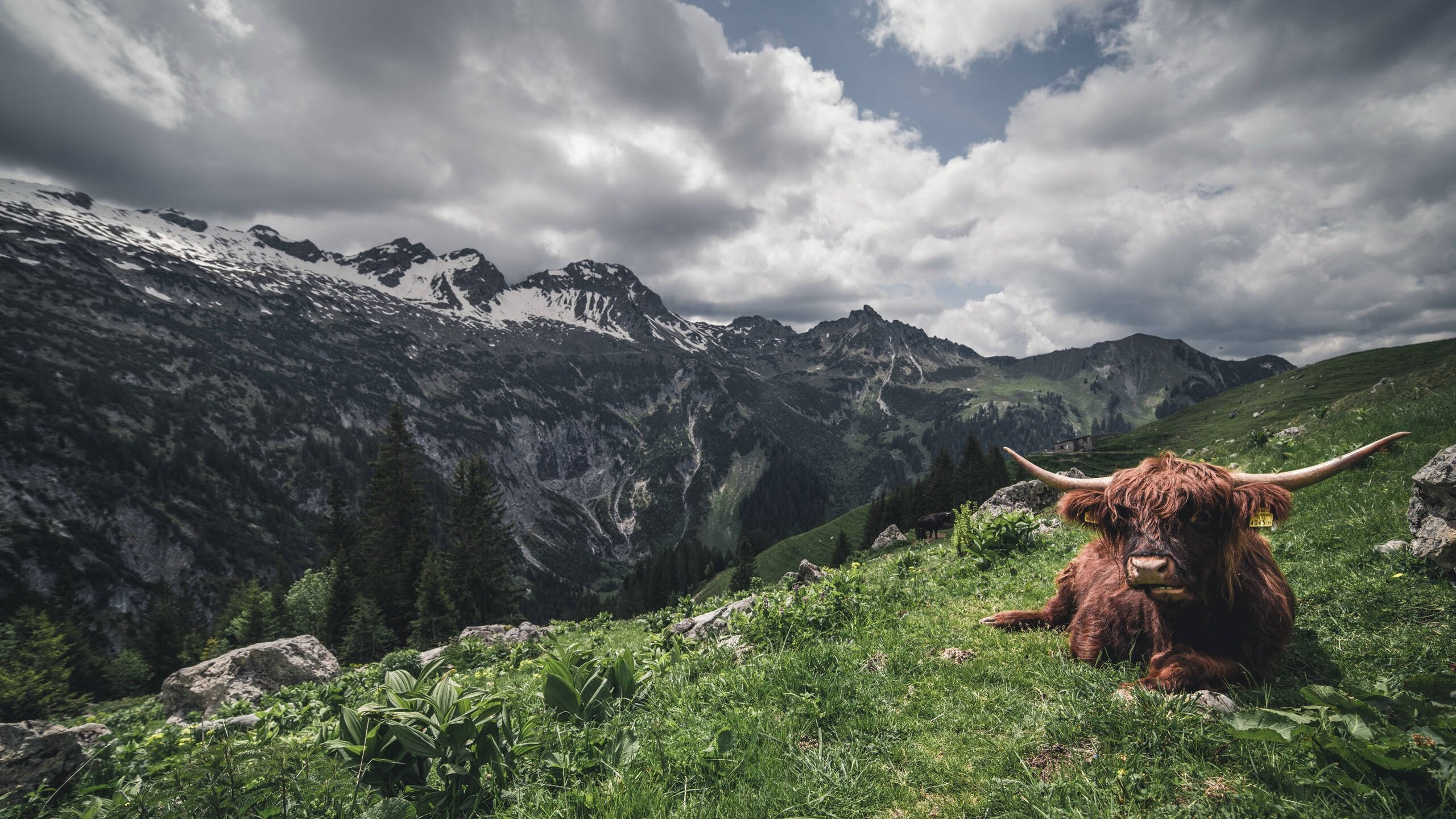 当森林狼的黑暗森林，遇见杜兰特那柄唯一火把
