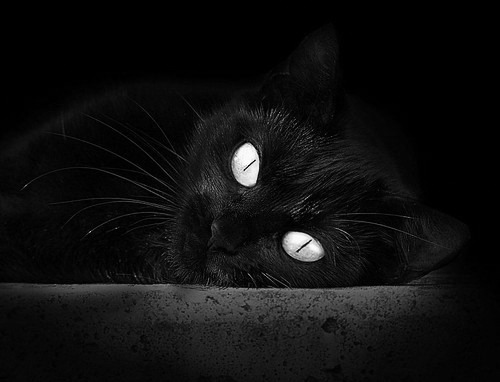 统治级表现！卡瓦哈尔率队谱写丹麦与加拿大的绿茵终章