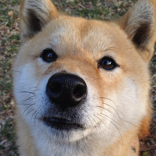 篮球世界的双重奏,东契奇爆发与新疆队压哨绝杀的激情之夜