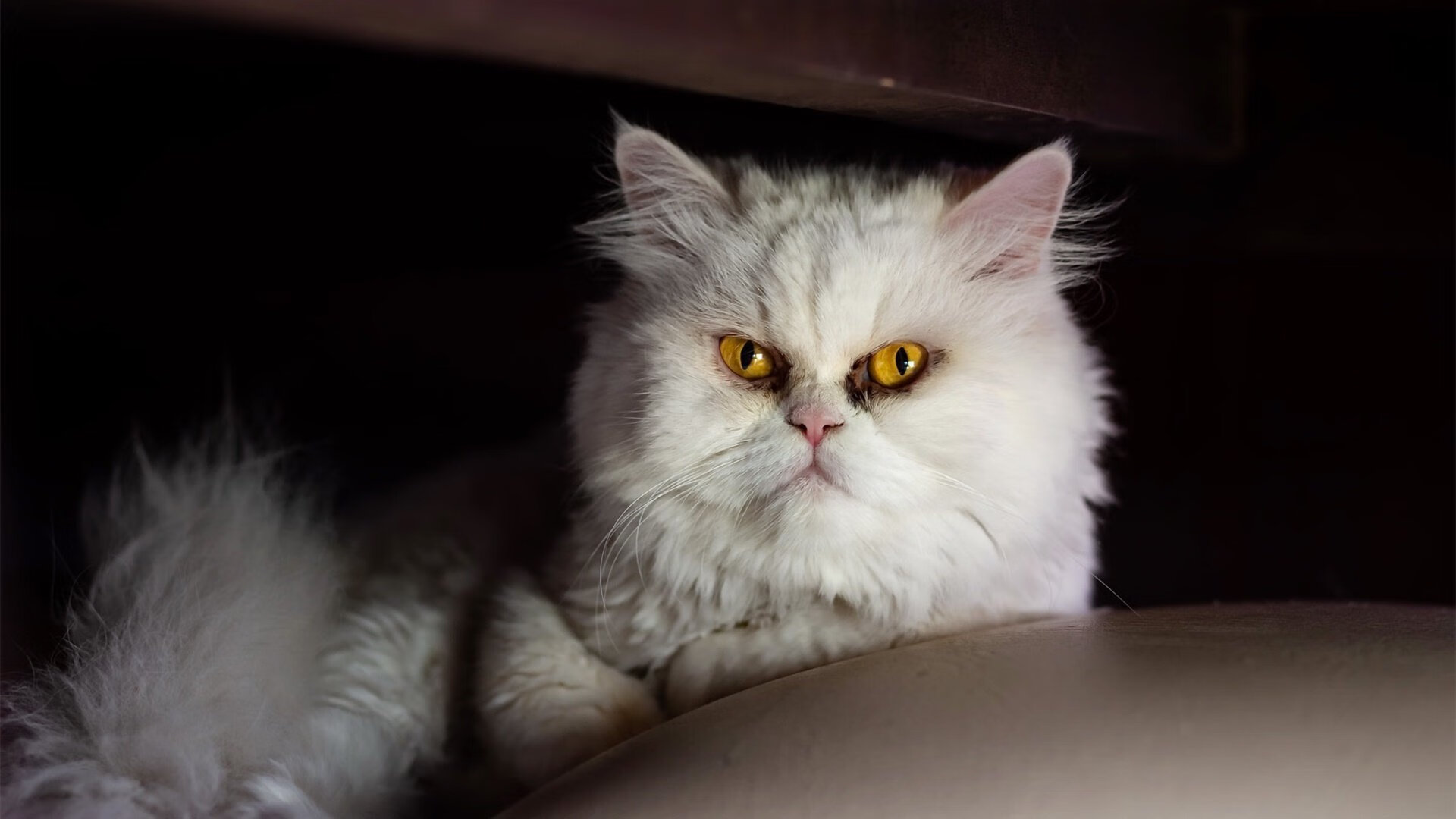 开云体育官方网站-鹈鹕终结辽宁背后的启示，霍勒迪在NBA总决赛的防守艺术