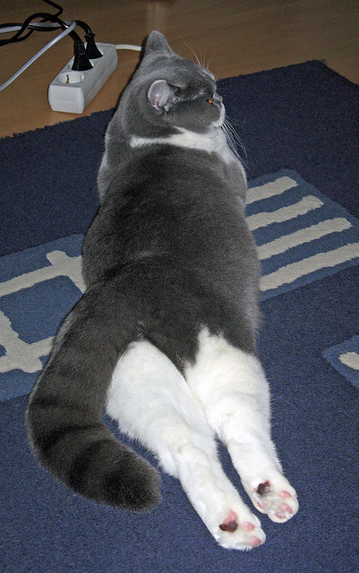 开云体育在线-体育交响诗，当国际米兰的极速闪电，遇见法比尼奥的节奏掌控