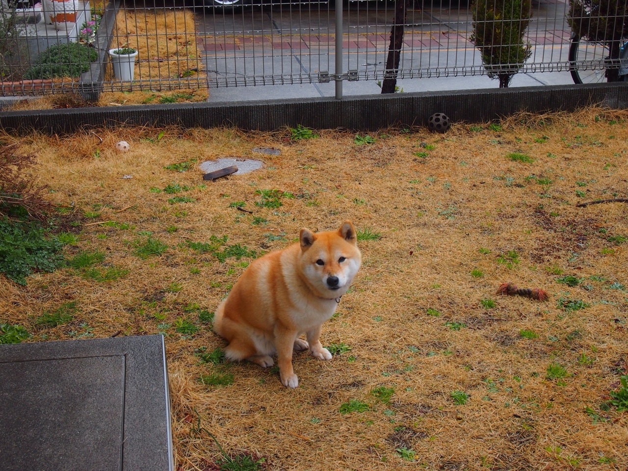 卡塞米罗状态火热，南美雄鹰的怒吼唤醒不眠大陆，记马里巅峰对决中胜出的尼日利亚