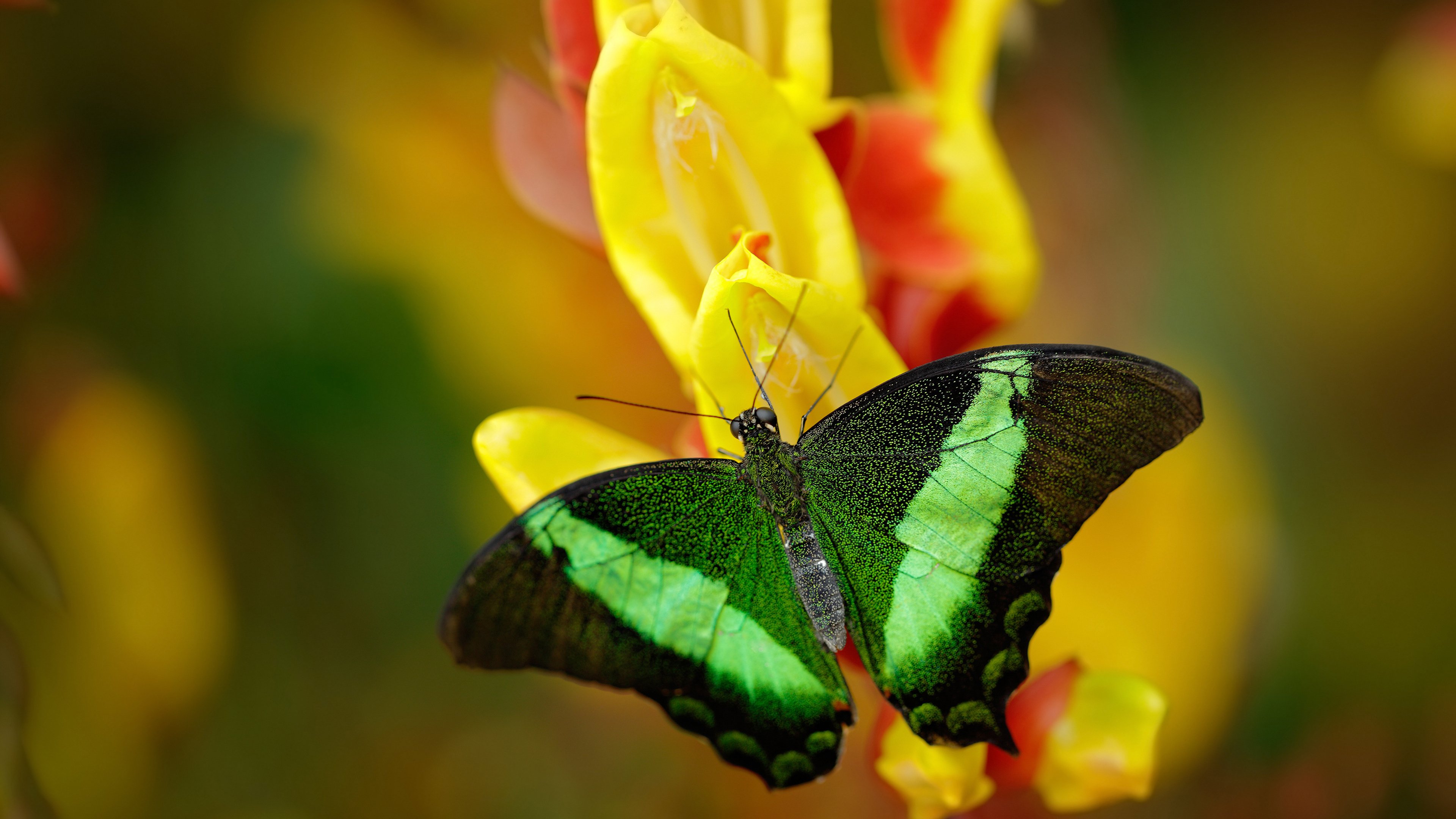 开云APP-意甲焦点战之夜，莫兰特点燃赛场烽火