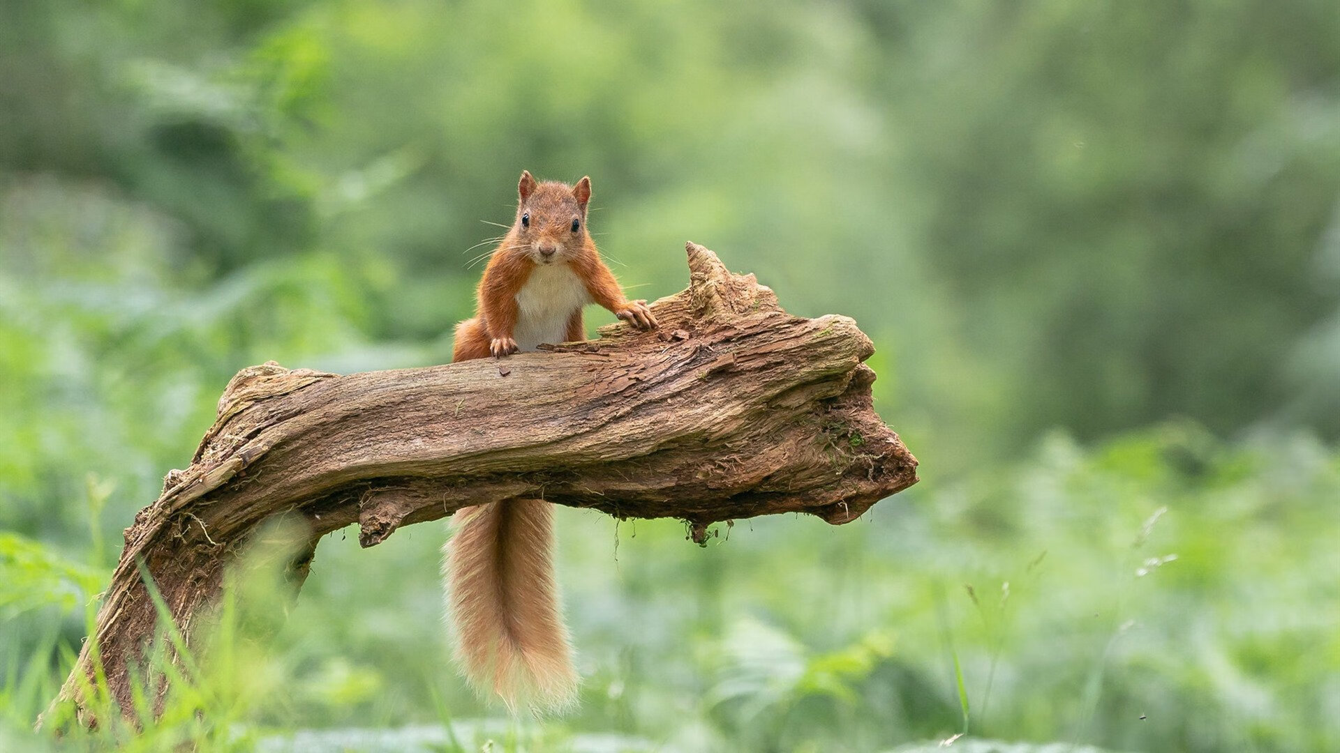跨界神迹，当足球后卫在抢七决战投出制胜三分
